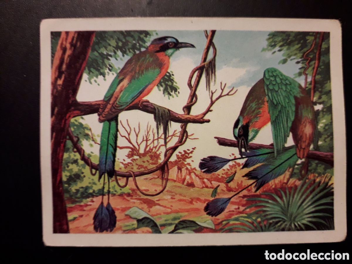 Collectable Antique Stickers: AVES, MOMOTO PANORAMA ZOOL&Oacute;GICO RUIZ ROMERO 1973 N&deg; 204 SIN PEGAR. PEDIDO M&Iacute;NIMO 3&euro;