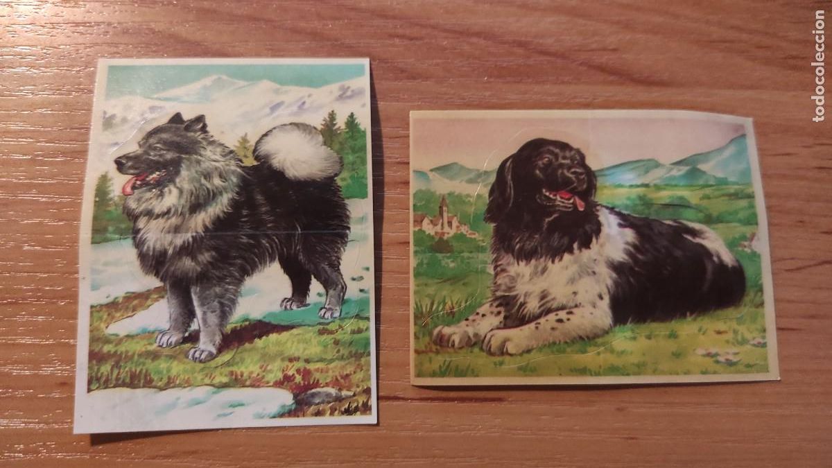 Coleccionismo cromos antiguos: 2 cromos Bollycao Tu mejor amigo II