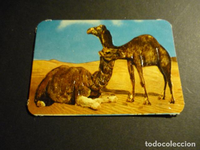 Coleccionismo cromos antiguos: ANIMALES ZOOLOGIA ANTIGUO CROMO - Foto 1