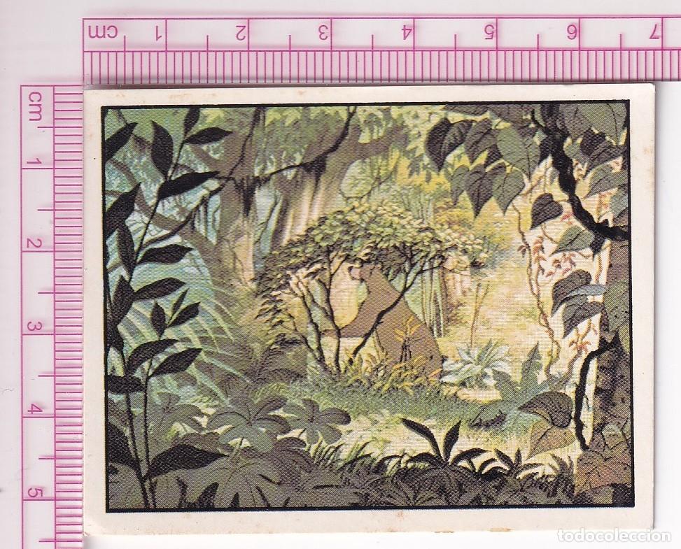 Coleccionismo cromos antiguos: CROMO N&ordm; 217 DE LA COLECCI&Oacute;N EL LIBRO DE LA SELVA - Foto 1