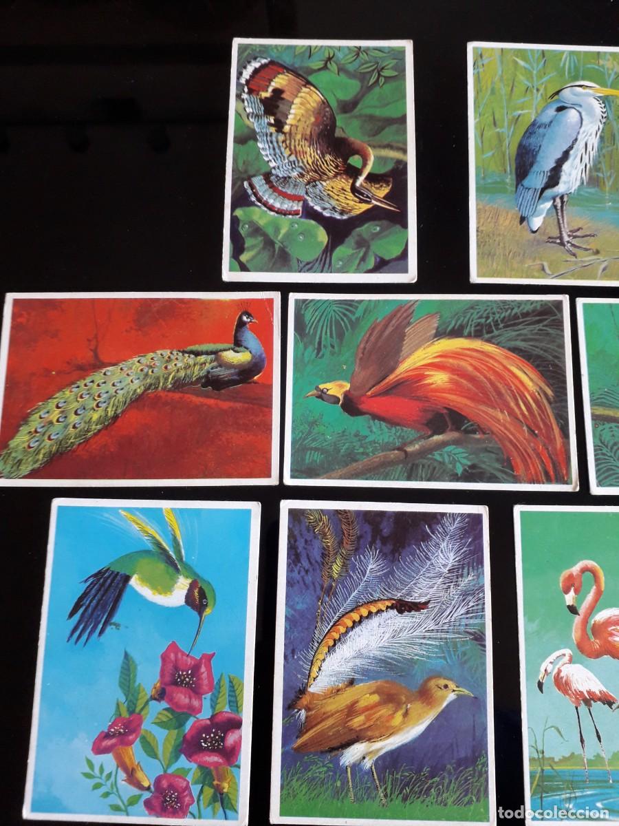 Coleccionismo cromos antiguos: SUPERCROMOS DUNKIN. &rdquo;LAS AVES&rdquo; (1969) completa - Foto 2