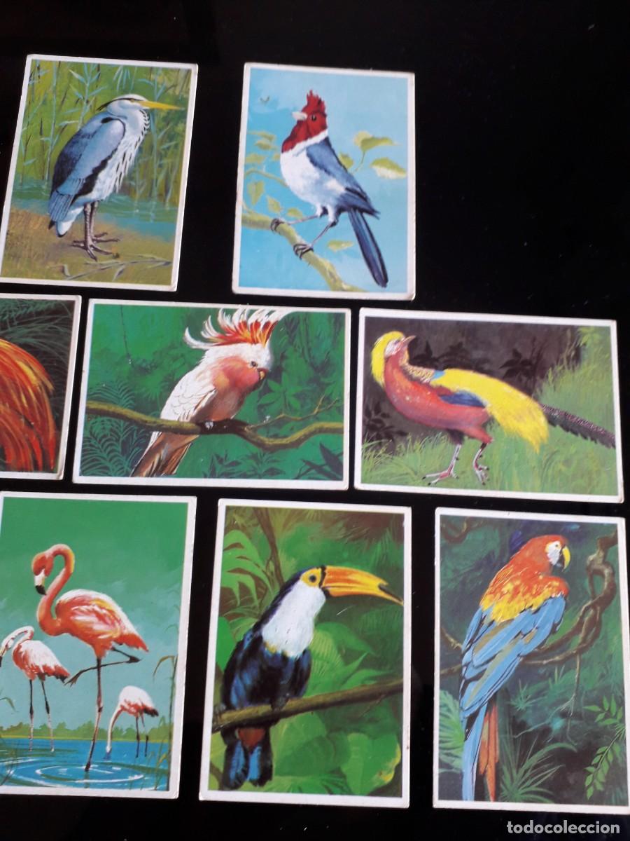 Coleccionismo cromos antiguos: SUPERCROMOS DUNKIN. &rdquo;LAS AVES&rdquo; (1969) completa - Foto 4
