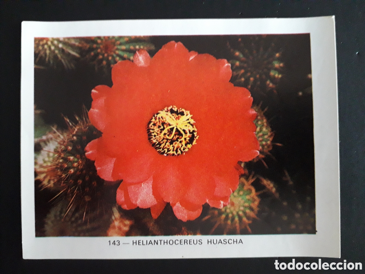 Coleccionismo cromos antiguos: PLANTAS Y FLORES GEO CIENCIAS ED KEISA 1971 N&deg; 143 SIN PEGAR, PEDIDO M&Iacute;NIMO 3&euro;