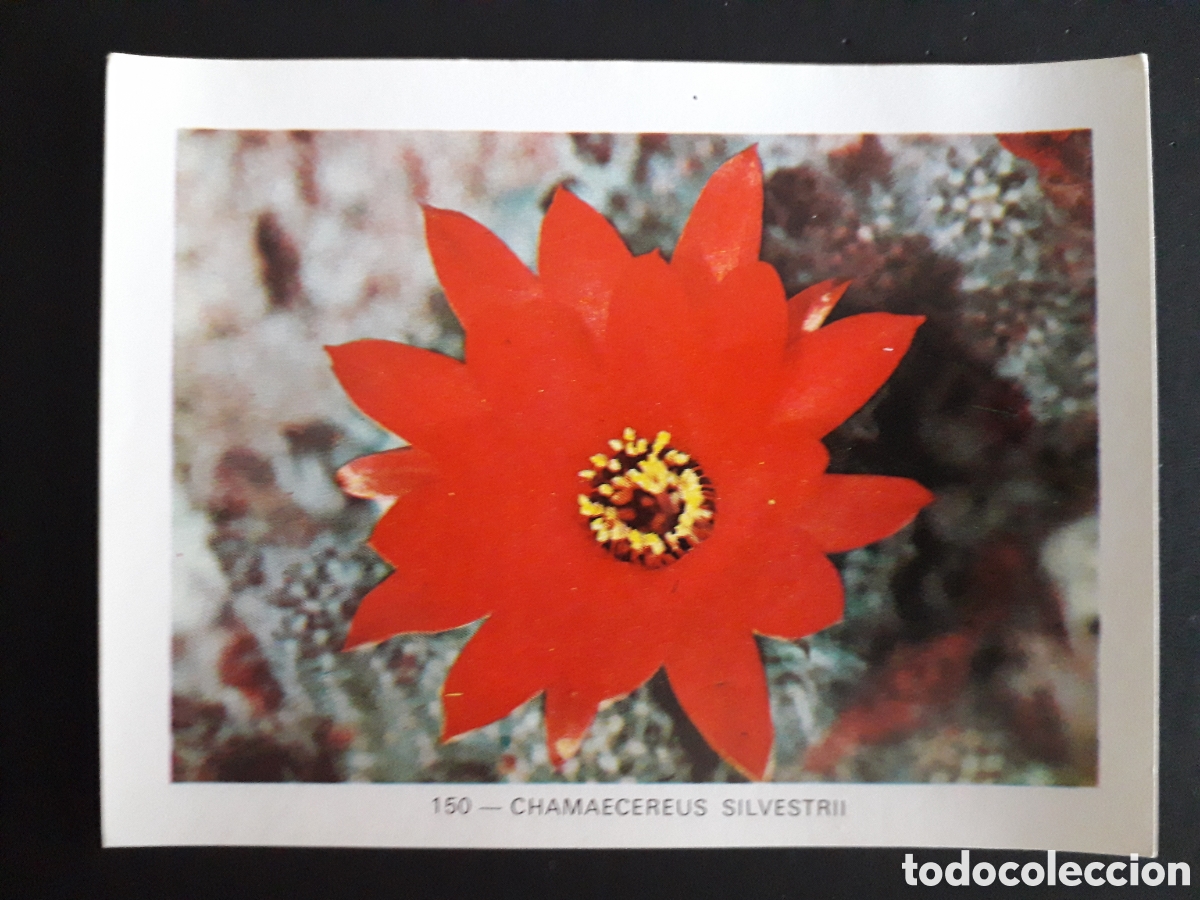 Coleccionismo cromos antiguos: PLANTAS Y FLORES GEO CIENCIAS ED KEISA 1971 N&deg; 150 SIN PEGAR, PEDIDO M&Iacute;NIMO 3&euro;