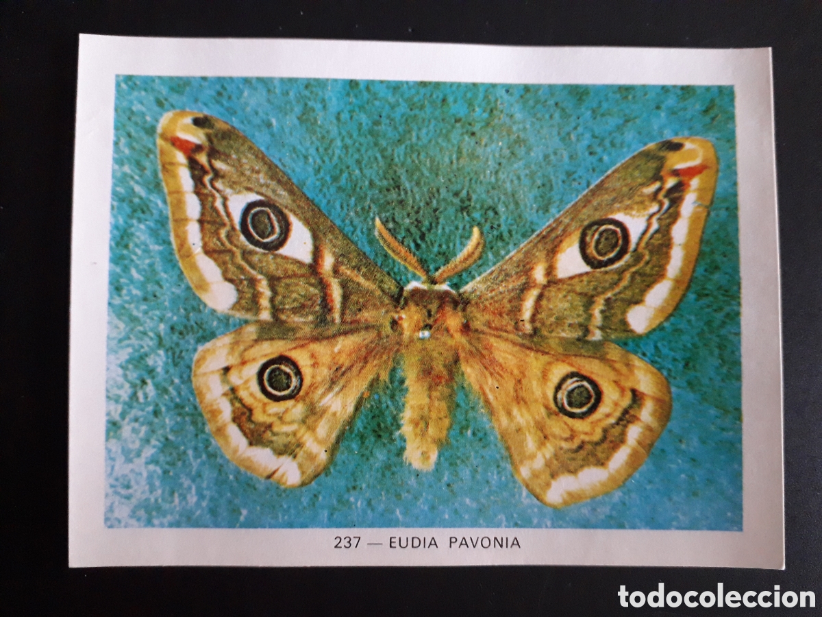 Collezionismo Figurine antiche: MARIPOSAS GEO CIENCIAS ED KEISA 1971 N&deg; 237 SIN PEGAR, PEDIDO M&Iacute;NIMO 3&euro;