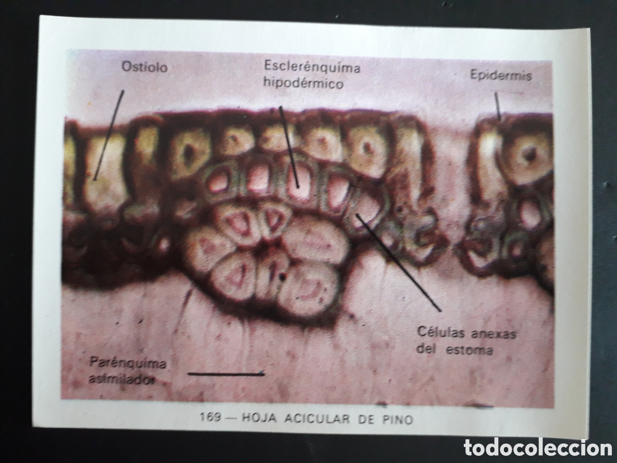 Collezionismo Figurine antiche: HOJA ACICULAR DE PINO GEO CIENCIAS ED KEISA 1971 N&deg; 169 SIN PEGAR, PEDIDO M&Iacute;NIMO 3&euro;