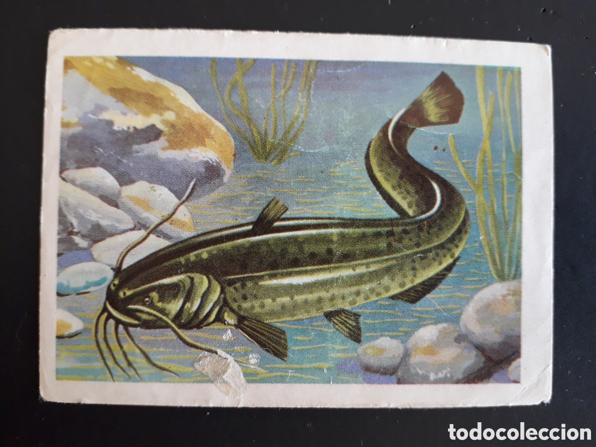 Coleccionismo cromos antiguos: SILURO MUNDO ANIMAL N&deg; 236 ED FHER 1967 SIN PEGAR, RESTO DEL SOBRE EN FRONTAL PEDIDO M&Iacute;NIMO 3&euro;