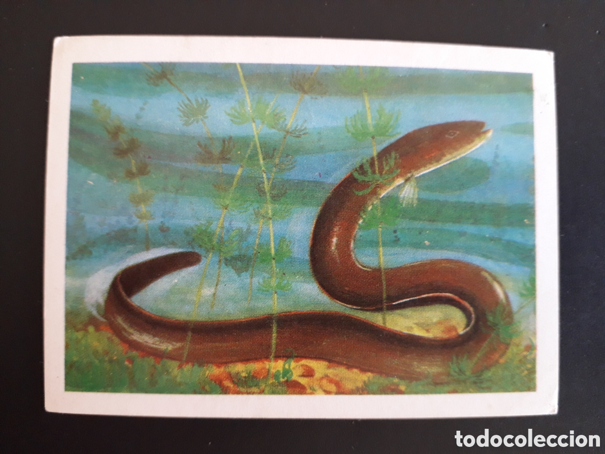 Coleccionismo cromos antiguos: ANGUILA MUNDO ANIMAL N&deg; 245 ED FHER 1967 SIN PEGAR. FOTOS PEDIDO M&Iacute;NIMO 3&euro;
