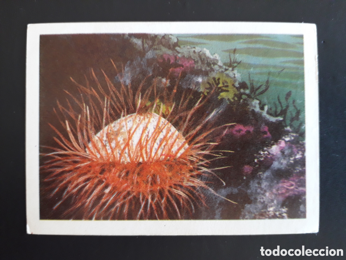 Coleccionismo cromos antiguos: LIMA MUNDO ANIMAL N&deg; 258 ED FHER 1967 SIN PEGAR. FOTOS PEDIDO M&Iacute;NIMO 3&euro;