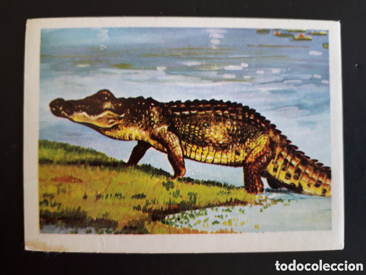 Coleccionismo cromos antiguos: COCODRILO DEL NILO MUNDO ANIMAL N&deg; 273 ED FHER 1967 SIN PEGAR. FOTOS PEDIDO M&Iacute;NIMO 3&euro;