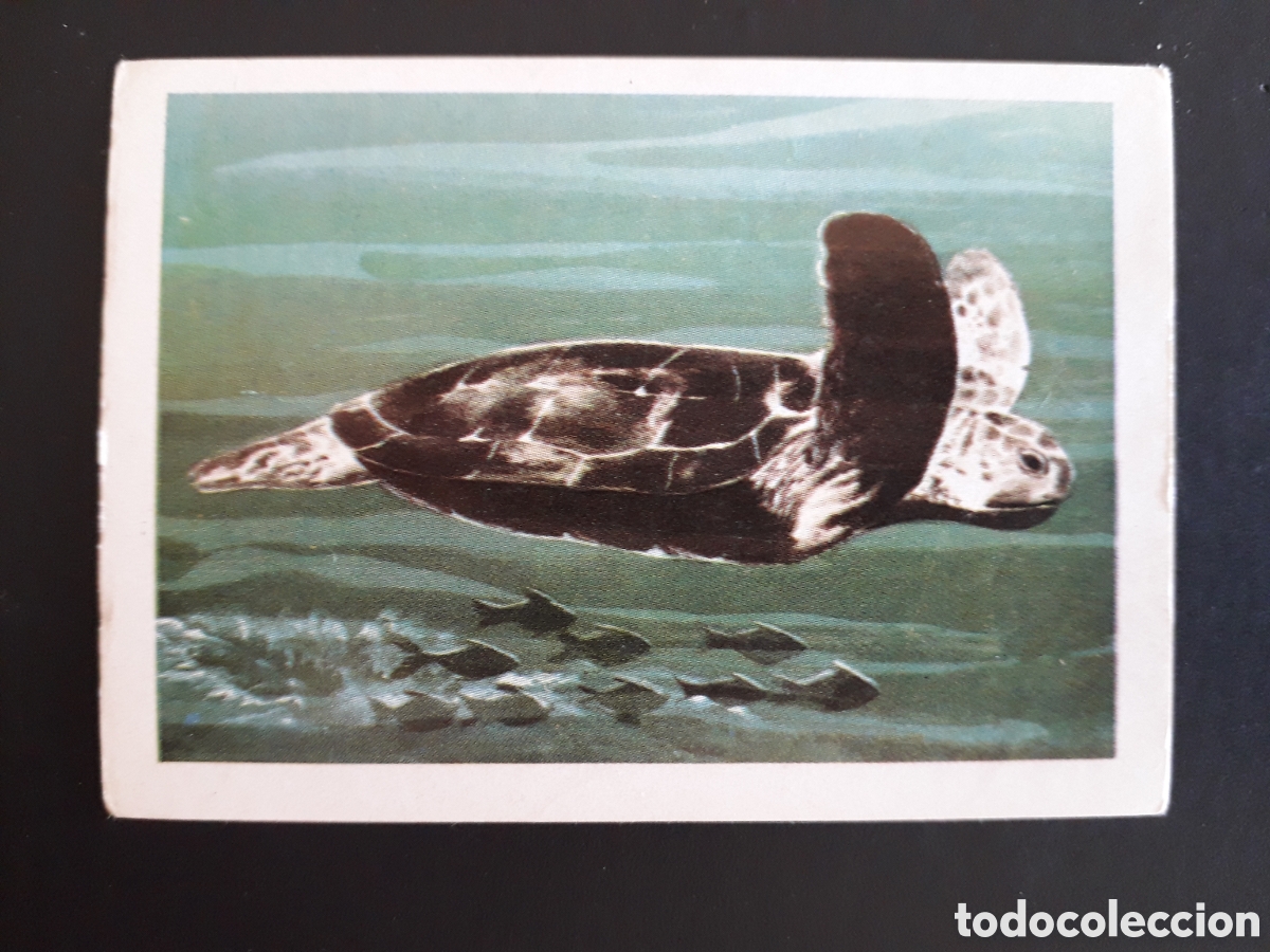 Coleccionismo cromos antiguos: TORTUGA DE MAR MUNDO ANIMAL N&deg; 275 ED FHER 1967 SIN PEGAR TRASERA SIN IMPRIMIR PEDIDO M&Iacute;NIMO 3&euro;