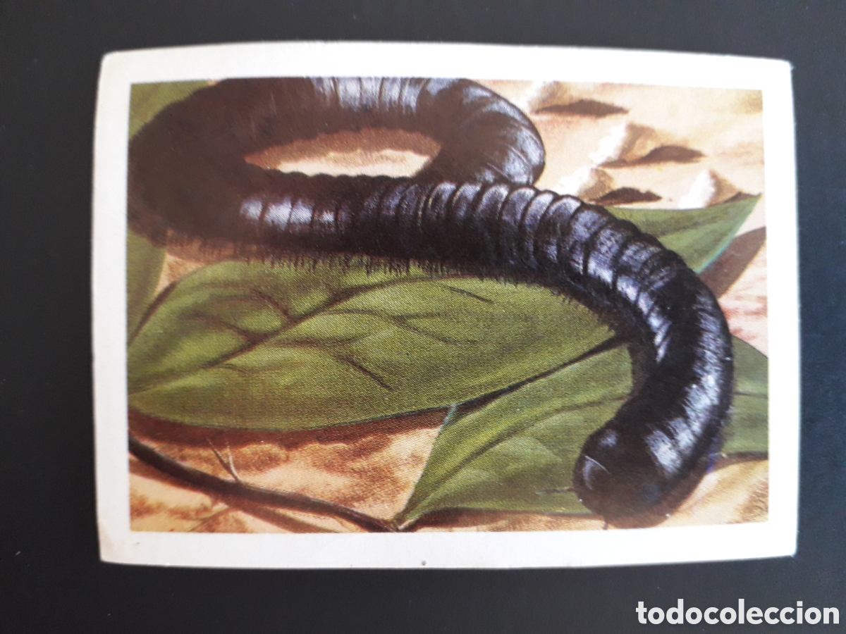 Coleccionismo cromos antiguos: CARDADOR GIGANTE MUNDO ANIMAL N&deg; 290 ED FHER 1967 SIN PEGAR. FOTOS PEDIDO M&Iacute;NIMO 3&euro;
