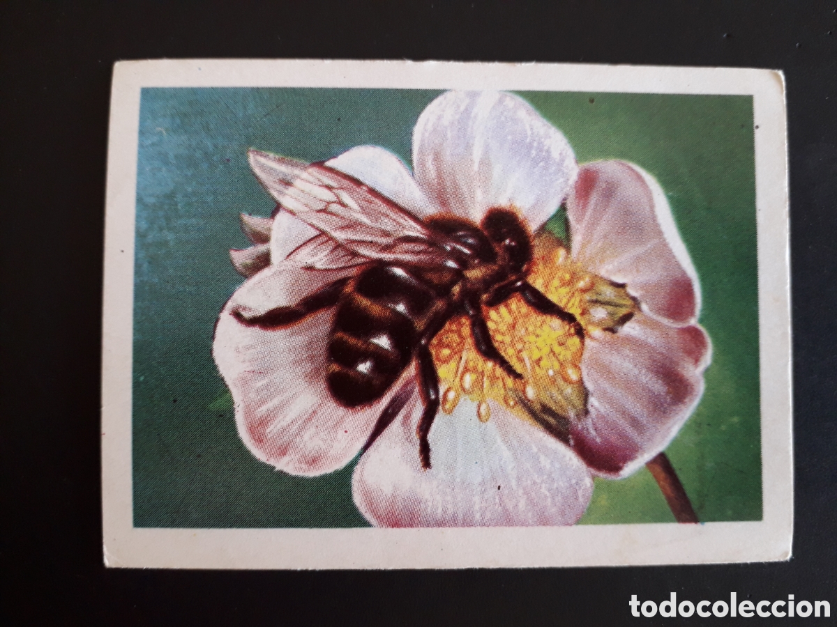 Coleccionismo cromos antiguos: ABEJA, MUNDO ANIMAL N&deg; 297 ED FHER 1967 SIN PEGAR. FOTOS PEDIDO M&Iacute;NIMO 3&euro;