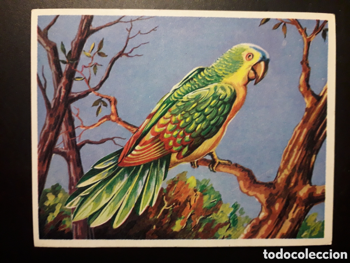 Collezionismo Figurine antiche: FAUNA LORO, AM&Eacute;RICA Y SUS HABITANTES ED MAGA 1968 N&deg; 207 SIN PEGAR PEDIDO M&Iacute;NIMO 3&euro;