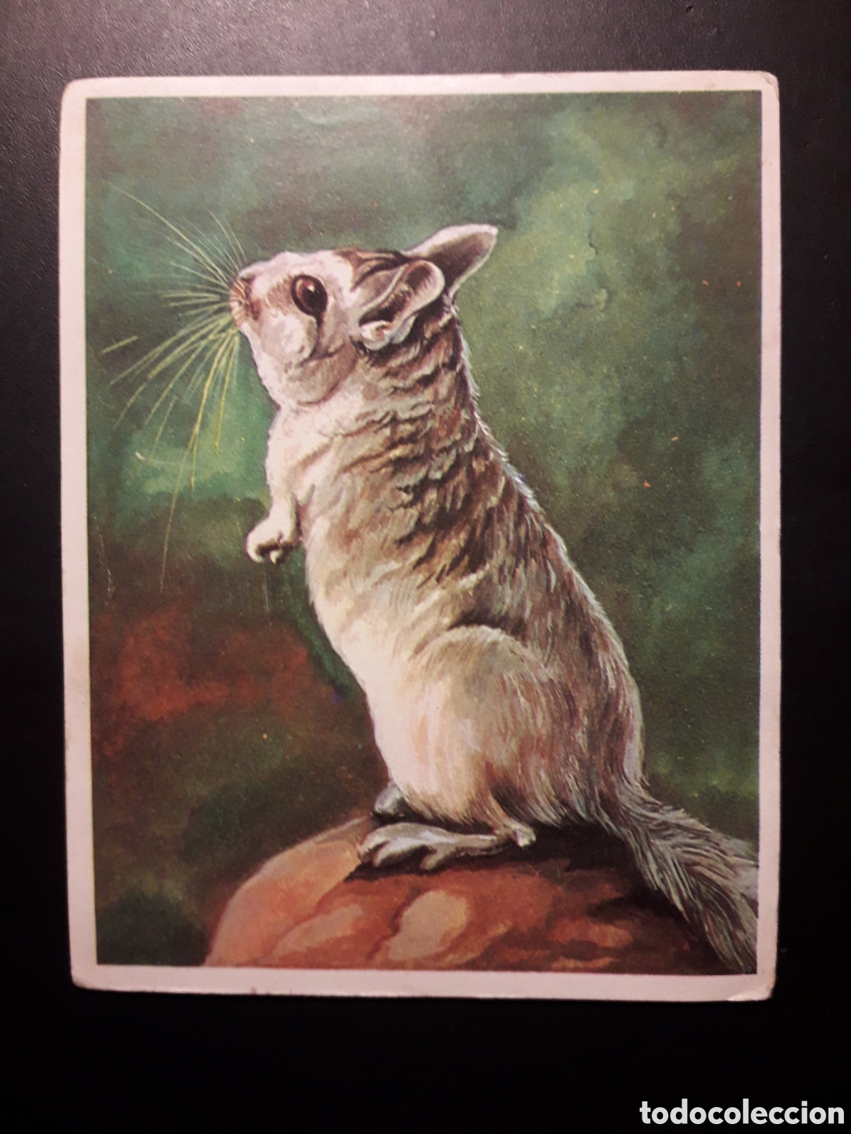 Collezionismo Figurine antiche: FAUNA, CHINCHILLA, AM&Eacute;RICA Y SUS HABITANTES ED MAGA 1968 N&deg; 192 SIN PEGAR PEDIDO M&Iacute;NIMO 3&euro;