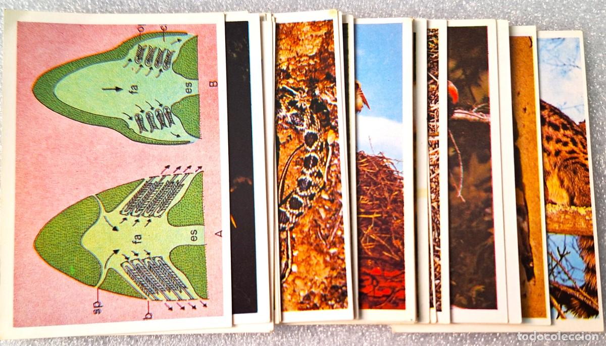 Coleccionismo Cromos antiguos: LOTE 25 CROMOS COLECCION EL M&Oacute;N ANIMAL FAUNA II - NING&Uacute;N REPETIDO - NUNCA ENGANCHADOS