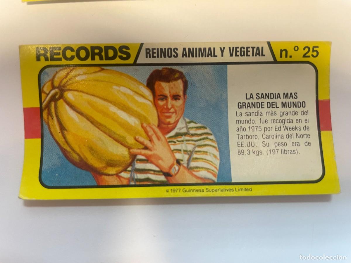 Collectable Antique Stickers: Cromo BIMBO. Records. Reino animal y vegetal. Nº25. Sandía más grande del mundo. tdkc1