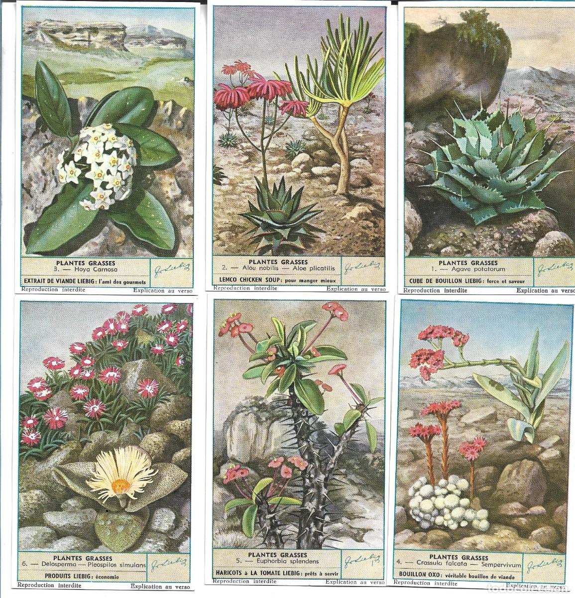 Coleccionismo cromos antiguos: LIEBIG SANGUINETTI 1625 - Foto 1