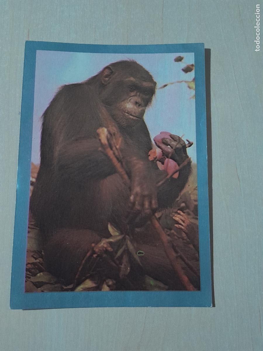 Colecionismo Cromos antigos: CROMO N&deg; 14 - NATURALEZA Y VIDA - EDICIONES ESTE 1972 - SIN PEGAR