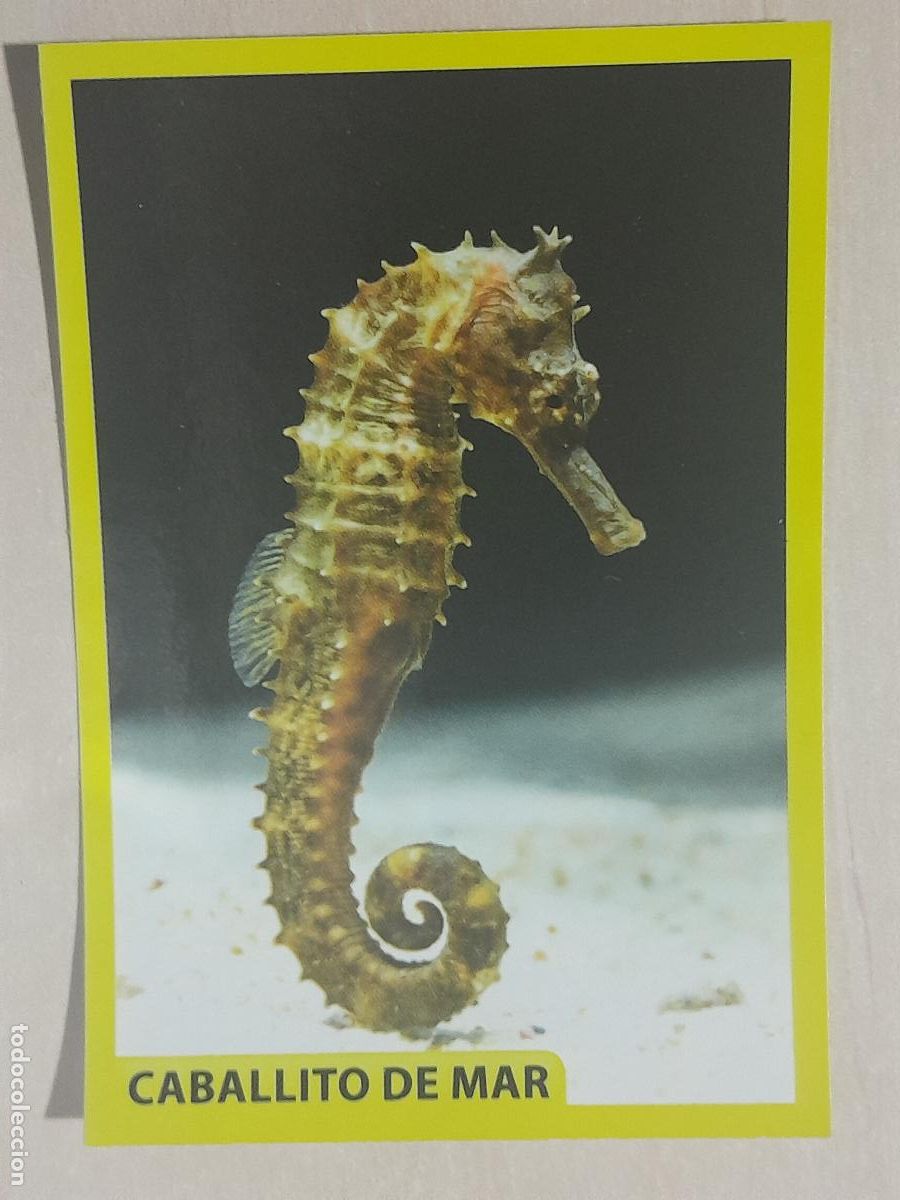 Collezionismo Figurine antiche: CROMO N&ordm; 28 - ANIMALITOS - AMICI CUCCIOLOTTI - PANINI - 2017 - CROMO SIN PEGAR