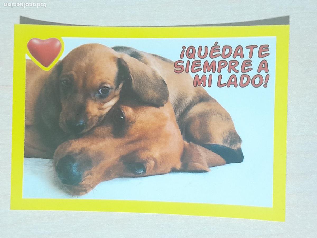 Coleccionismo cromos antiguos: CROMO N&ordm; 37 - ANIMALITOS - AMICI CUCCIOLOTTI - PANINI - 2017 - CROMO SIN PEGAR