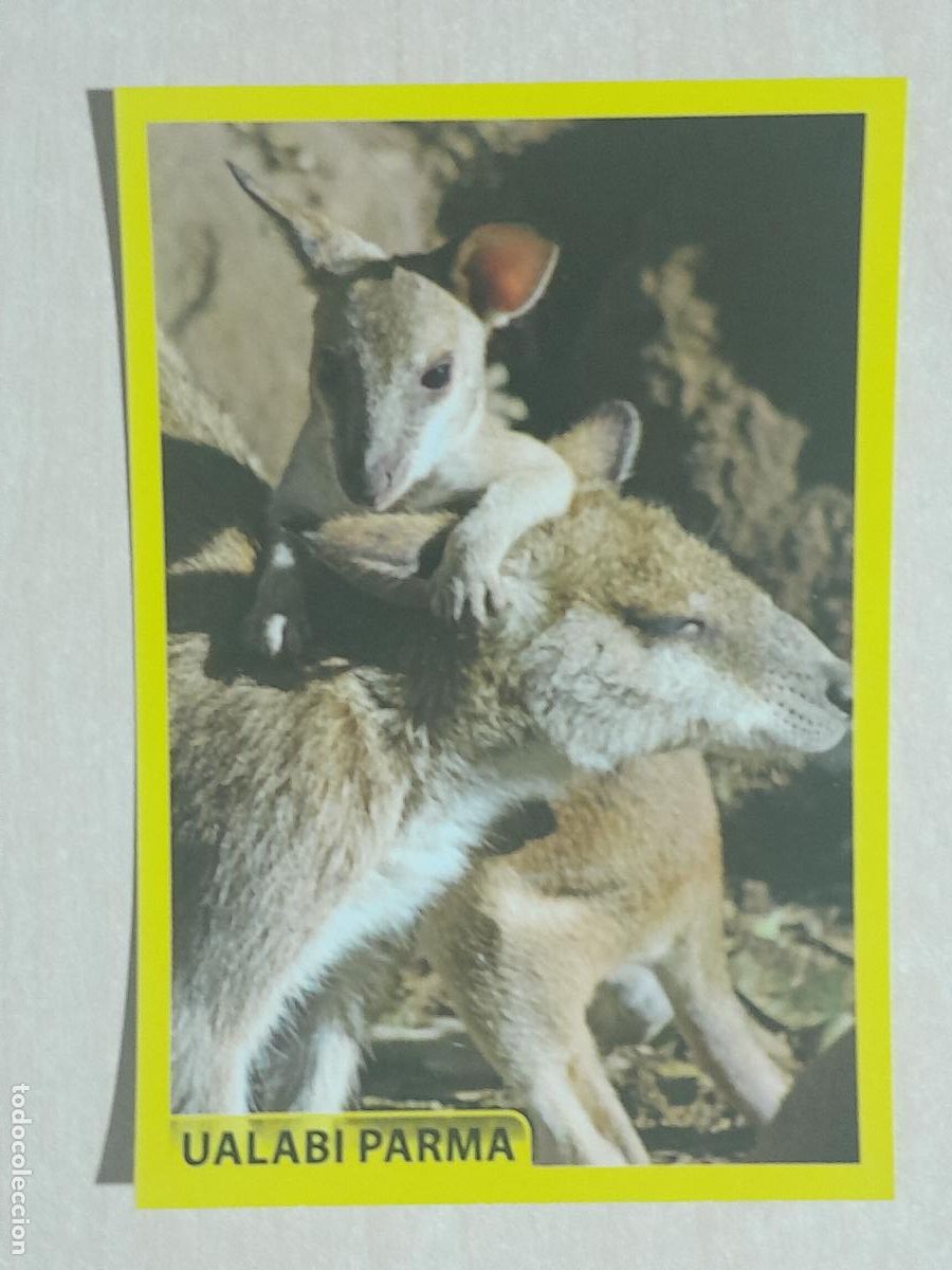 Collectable Antique Stickers: CROMO N&ordm; 114 - ANIMALITOS - AMICI CUCCIOLOTTI - PANINI - 2017 - CROMO SIN PEGAR