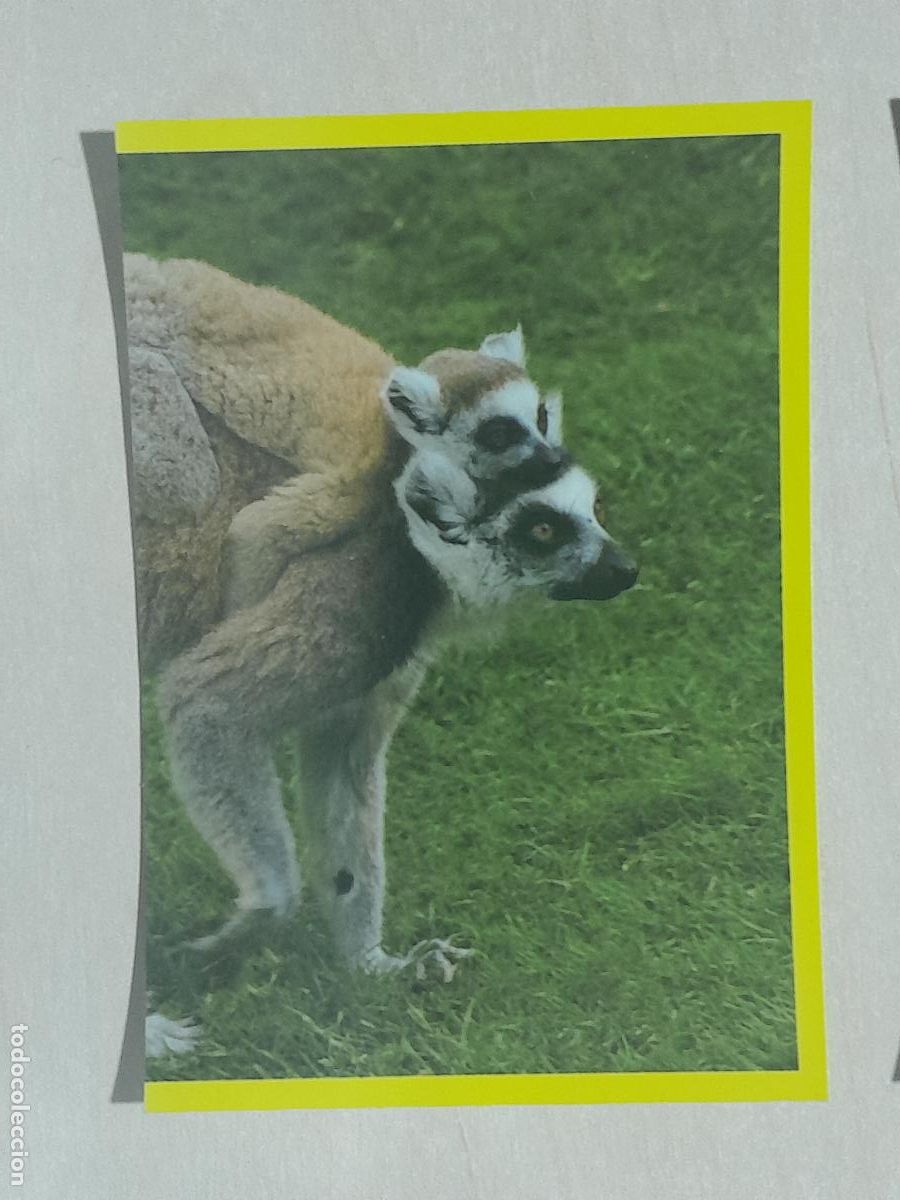Sammeln alte Sammelbilder: CROMO N&ordm; 171 - ANIMALITOS - AMICI CUCCIOLOTTI - PANINI - 2017 - CROMO SIN PEGAR