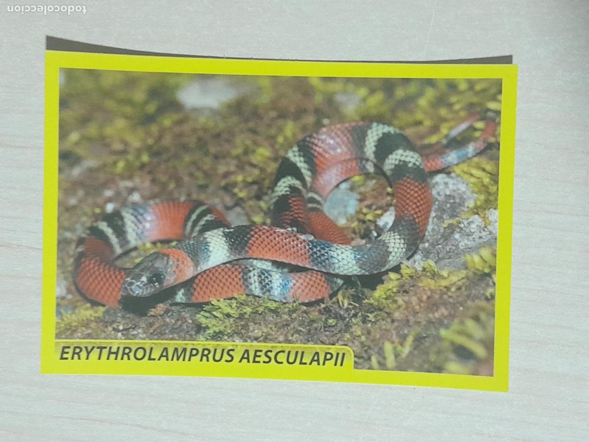 Coleccionismo cromos antiguos: CROMO N&ordm; 237 - ANIMALITOS - AMICI CUCCIOLOTTI - PANINI - 2017 - CROMO SIN PEGAR
