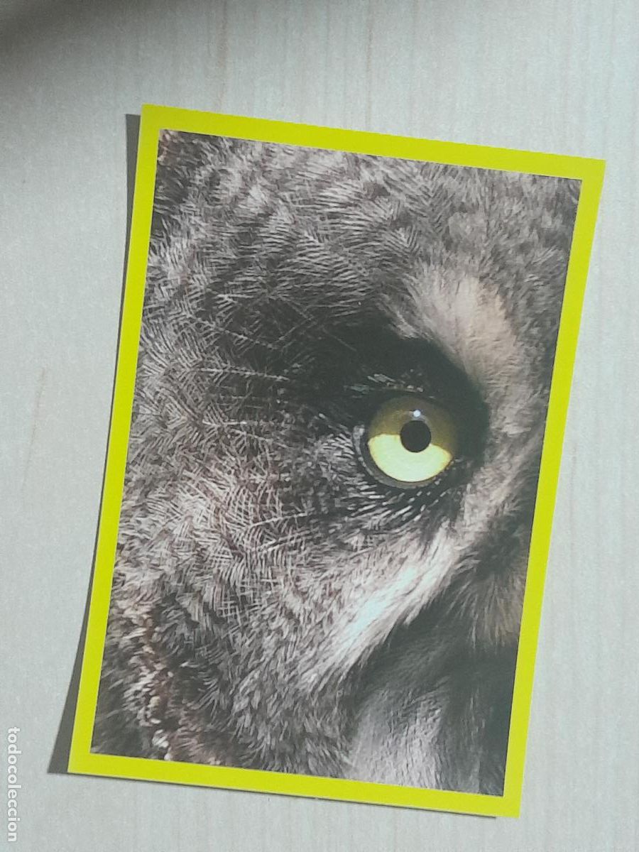 Sammeln alte Sammelbilder: CROMO N&ordm; 260 - ANIMALITOS - AMICI CUCCIOLOTTI - PANINI - 2017 - CROMO SIN PEGAR