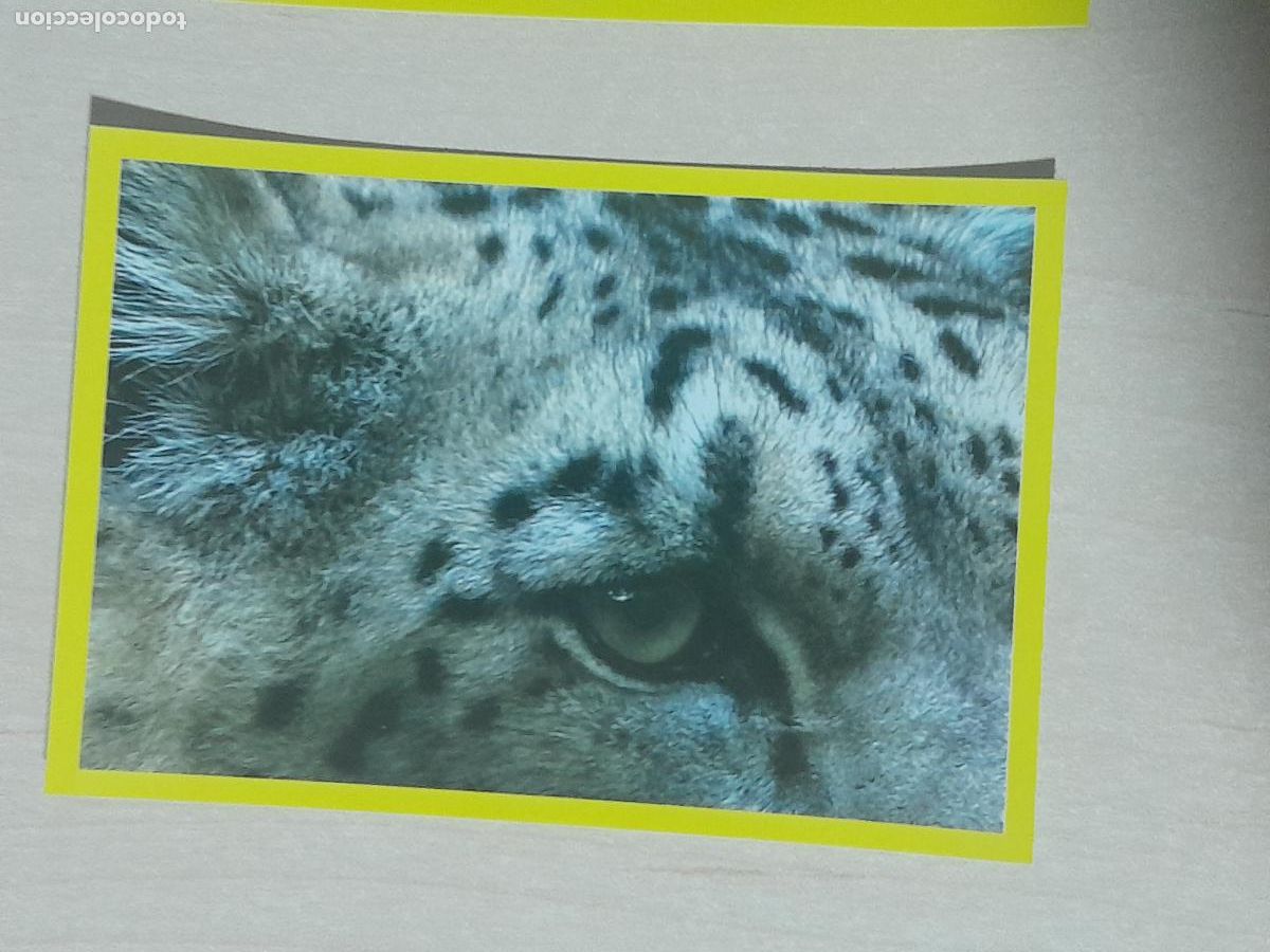 Coleccionismo cromos antiguos: CROMO N&ordm; 266 - ANIMALITOS - AMICI CUCCIOLOTTI - PANINI - 2017 - CROMO SIN PEGAR