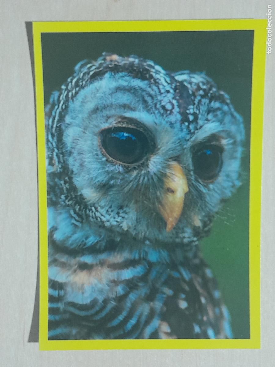 Colecionismo Cromos antigos: CROMO N&ordm; 332 - ANIMALITOS - AMICI CUCCIOLOTTI - PANINI - 2017 - CROMO SIN PEGAR