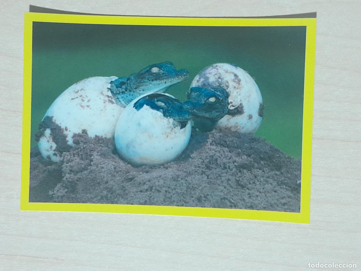 Coleccionismo cromos antiguos: CROMO N&ordm; 334 - ANIMALITOS - AMICI CUCCIOLOTTI - PANINI - 2017 - CROMO SIN PEGAR
