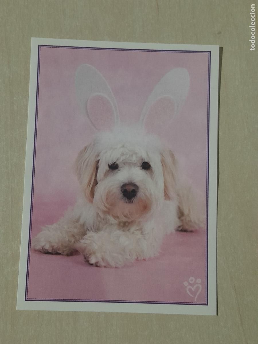 Colecionismo Cromos antigos: CROMO N&ordm; 159 - ANIMALITOS AUN MAS DIVERTIDOS - PANINI - SIN PEGAR
