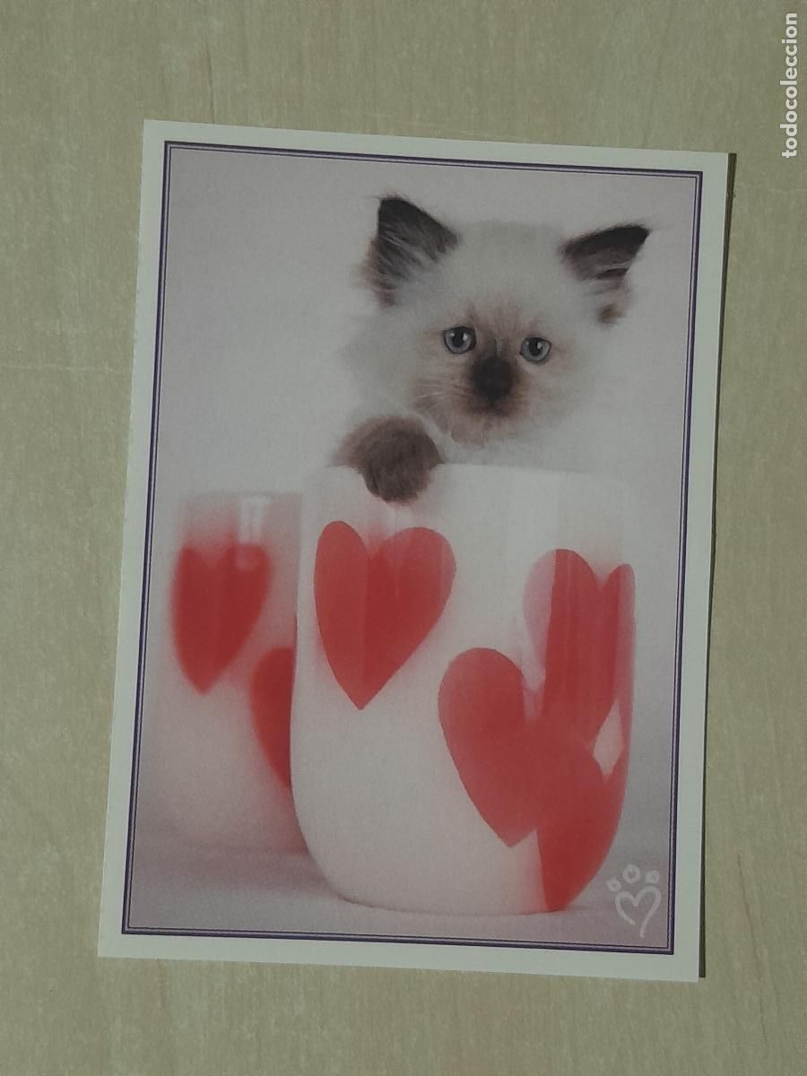 Colecionismo Cromos antigos: CROMO N&ordm; 148 - ANIMALITOS AUN MAS DIVERTIDOS - PANINI - SIN PEGAR