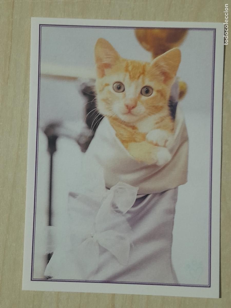 Colecionismo Cromos antigos: CROMO N&ordm; 139 - ANIMALITOS AUN MAS DIVERTIDOS - PANINI - SIN PEGAR