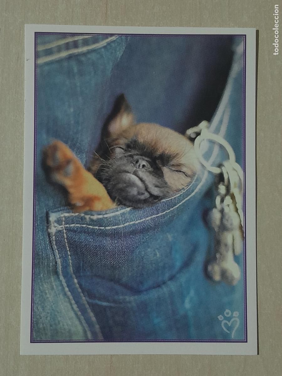 Sammeln alte Sammelbilder: CROMO N&ordm; 134 - ANIMALITOS AUN MAS DIVERTIDOS - PANINI - SIN PEGAR
