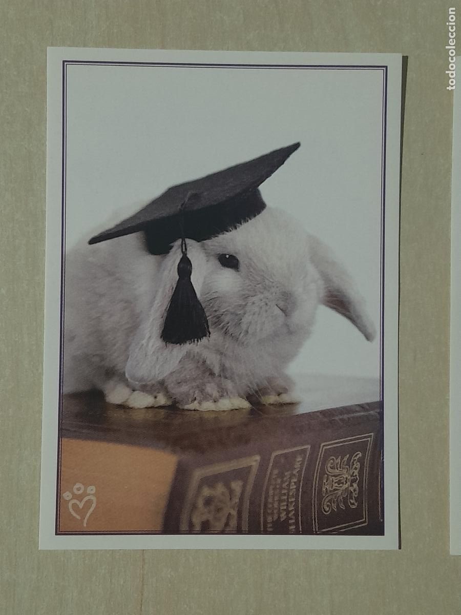 Colecionismo Cromos antigos: CROMO N&ordm; 129 - ANIMALITOS AUN MAS DIVERTIDOS - PANINI - SIN PEGAR