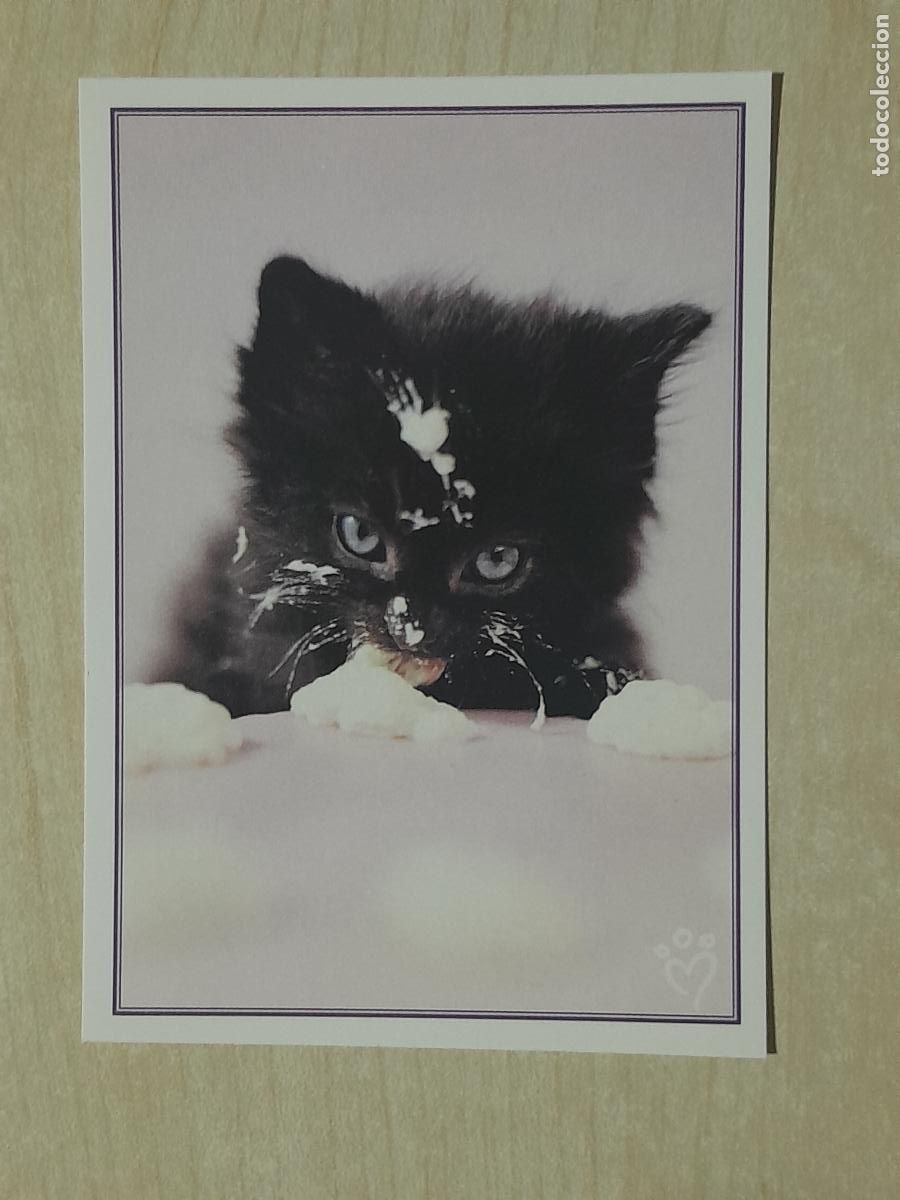 Colecionismo Cromos antigos: CROMO N&ordm; 119 - ANIMALITOS AUN MAS DIVERTIDOS - PANINI - SIN PEGAR