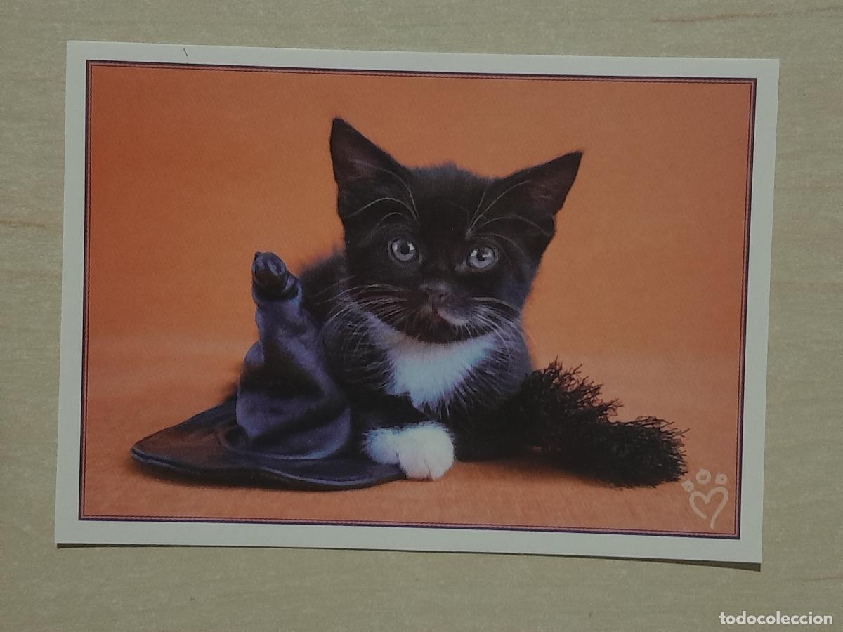 Colecionismo Cromos antigos: CROMO N&ordm; 113 - ANIMALITOS AUN MAS DIVERTIDOS - PANINI - SIN PEGAR