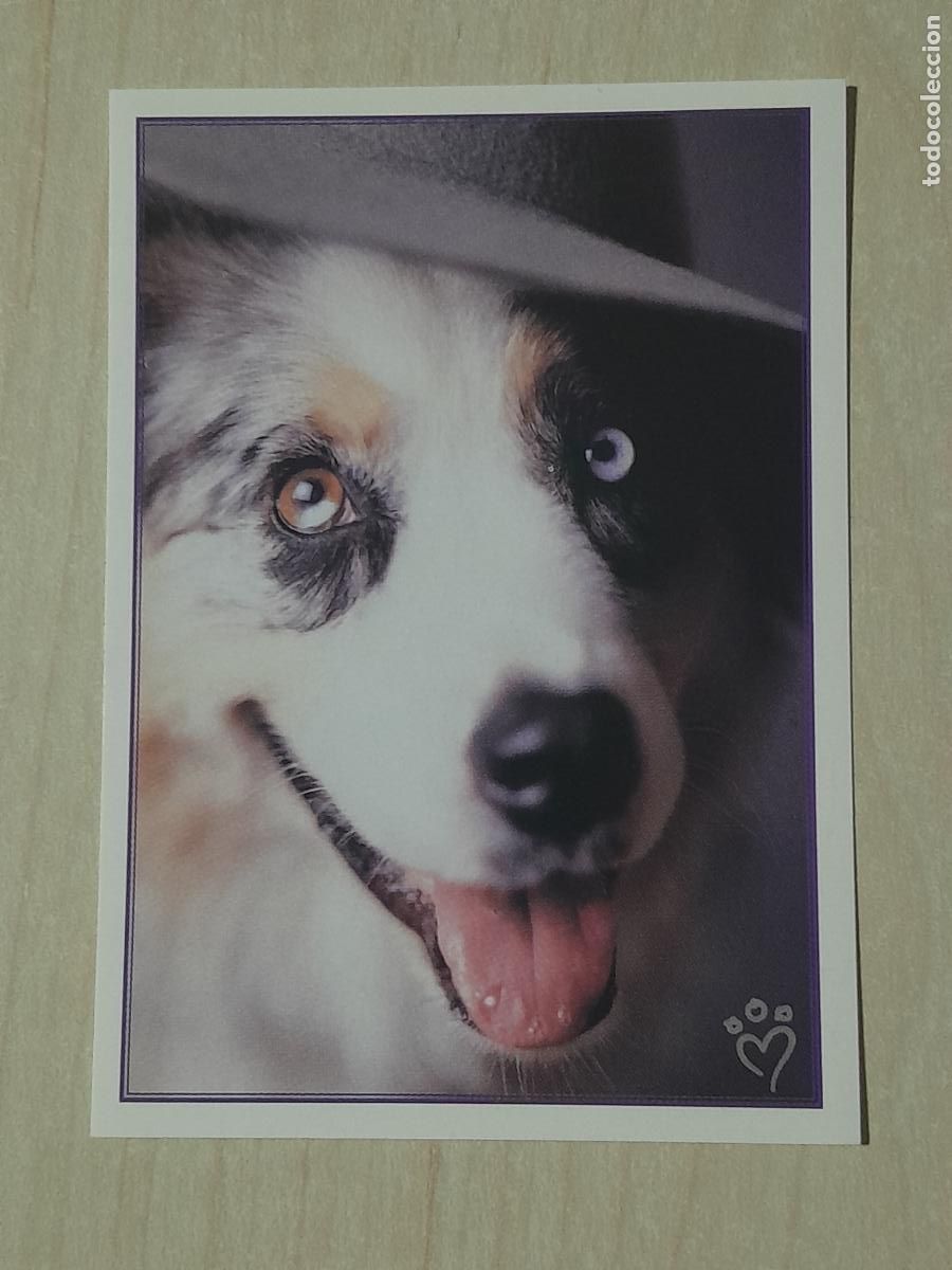 Colecionismo Cromos antigos: CROMO N&ordm; 95 - ANIMALITOS AUN MAS DIVERTIDOS - PANINI - SIN PEGAR