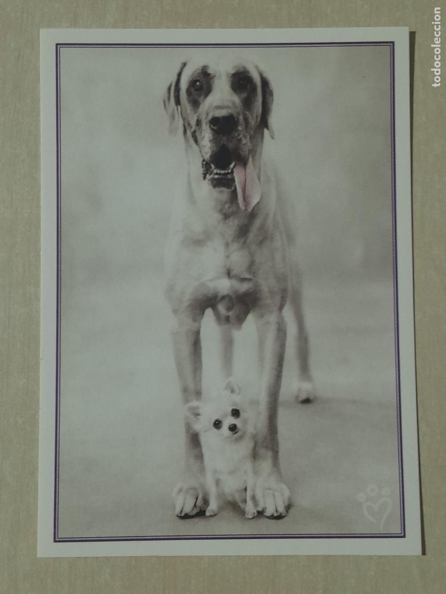 Colecionismo Cromos antigos: CROMO N&ordm; 91 - ANIMALITOS AUN MAS DIVERTIDOS - PANINI - SIN PEGAR