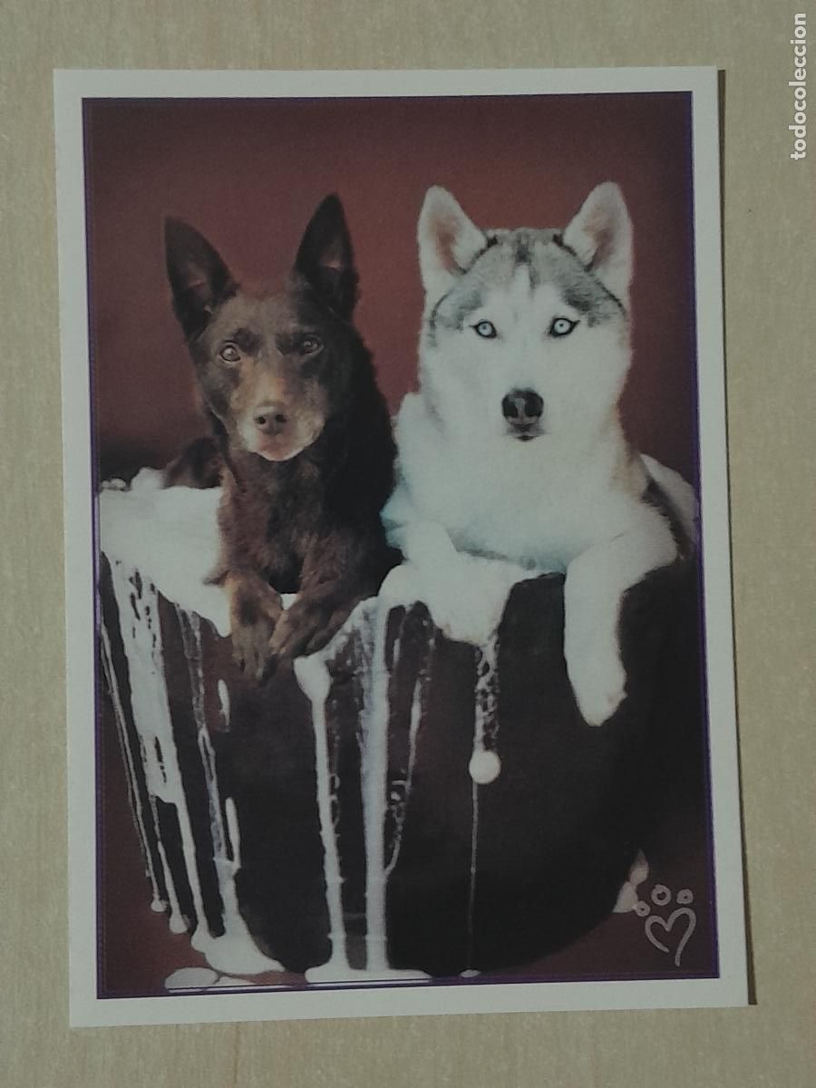 Colecionismo Cromos antigos: CROMO N&ordm; 84 - ANIMALITOS AUN MAS DIVERTIDOS - PANINI - SIN PEGAR