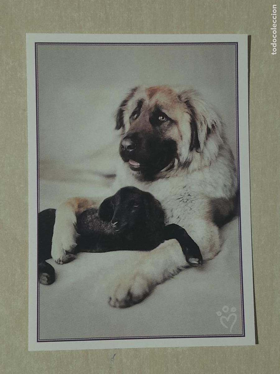 Colecionismo Cromos antigos: CROMO N&ordm; 78 - ANIMALITOS AUN MAS DIVERTIDOS - PANINI - SIN PEGAR