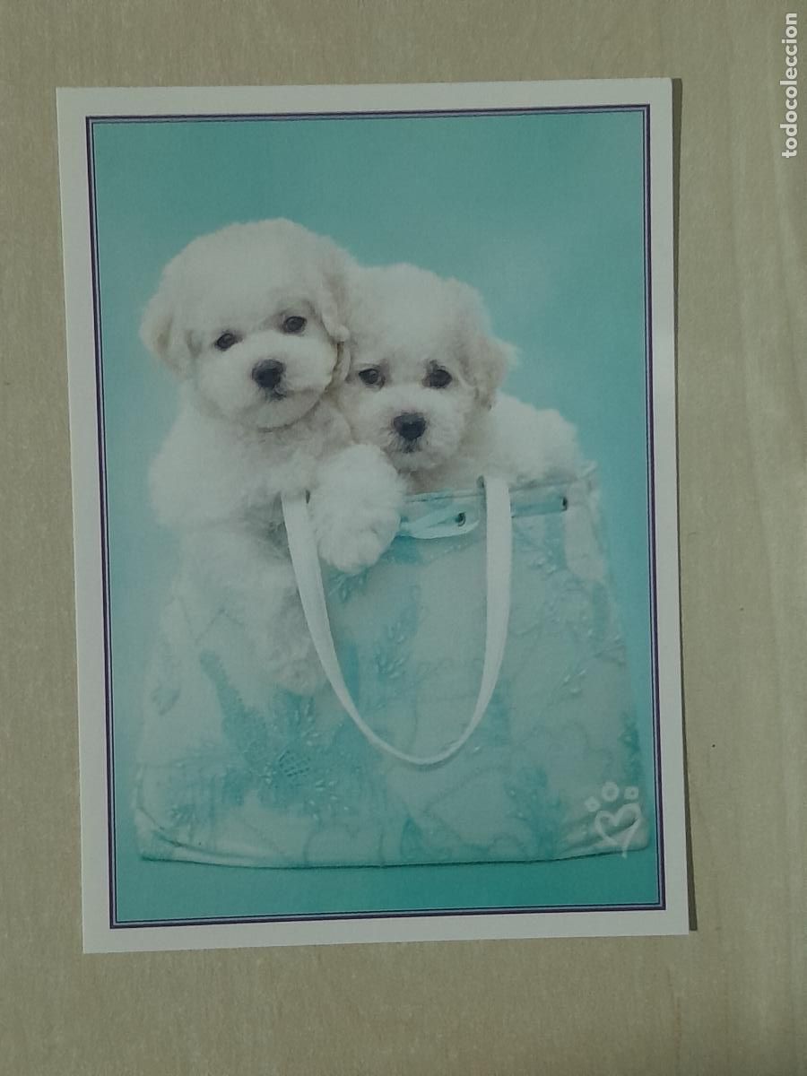 Colecionismo Cromos antigos: CROMO N&ordm; 64 - ANIMALITOS AUN MAS DIVERTIDOS - PANINI - SIN PEGAR