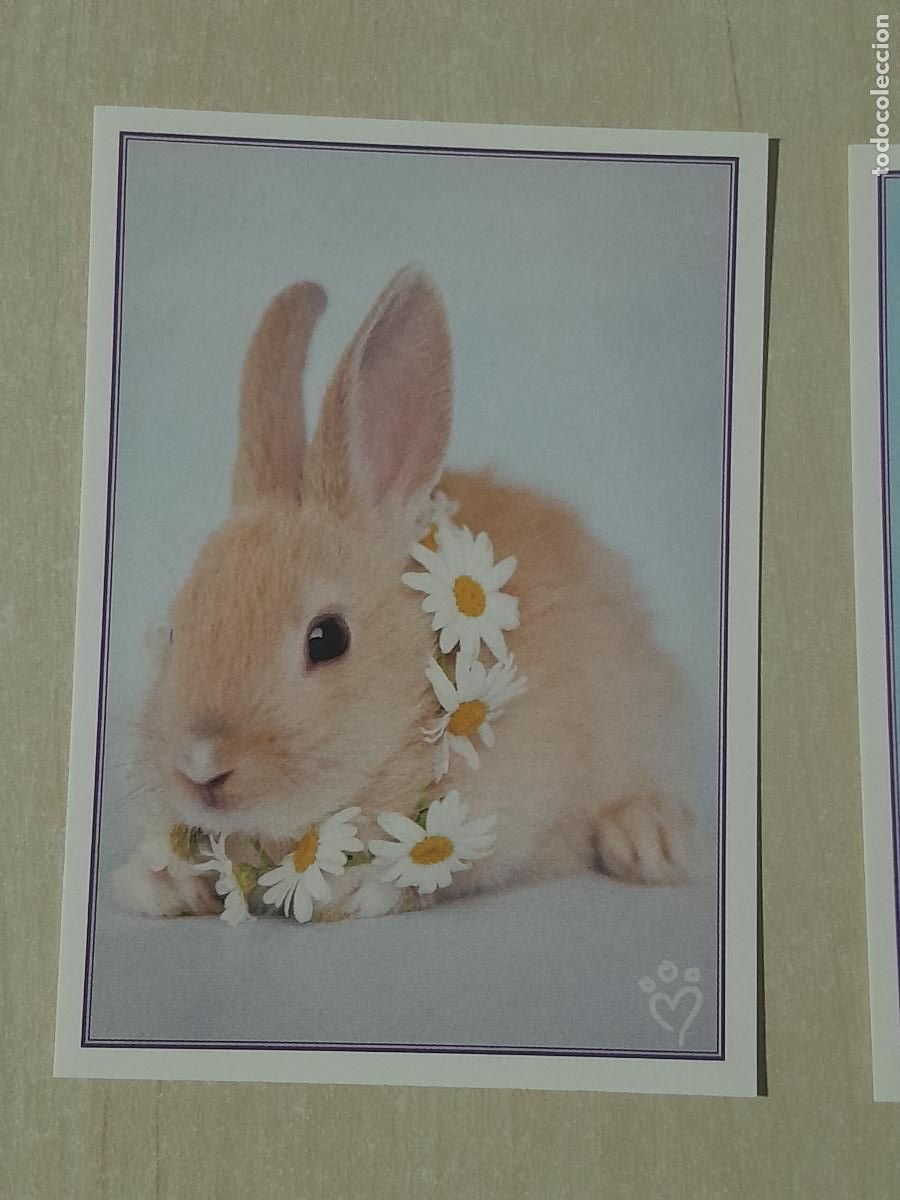 Collectable Antique Stickers: CROMO N&ordm; 46 - ANIMALITOS AUN MAS DIVERTIDOS - PANINI - SIN PEGAR