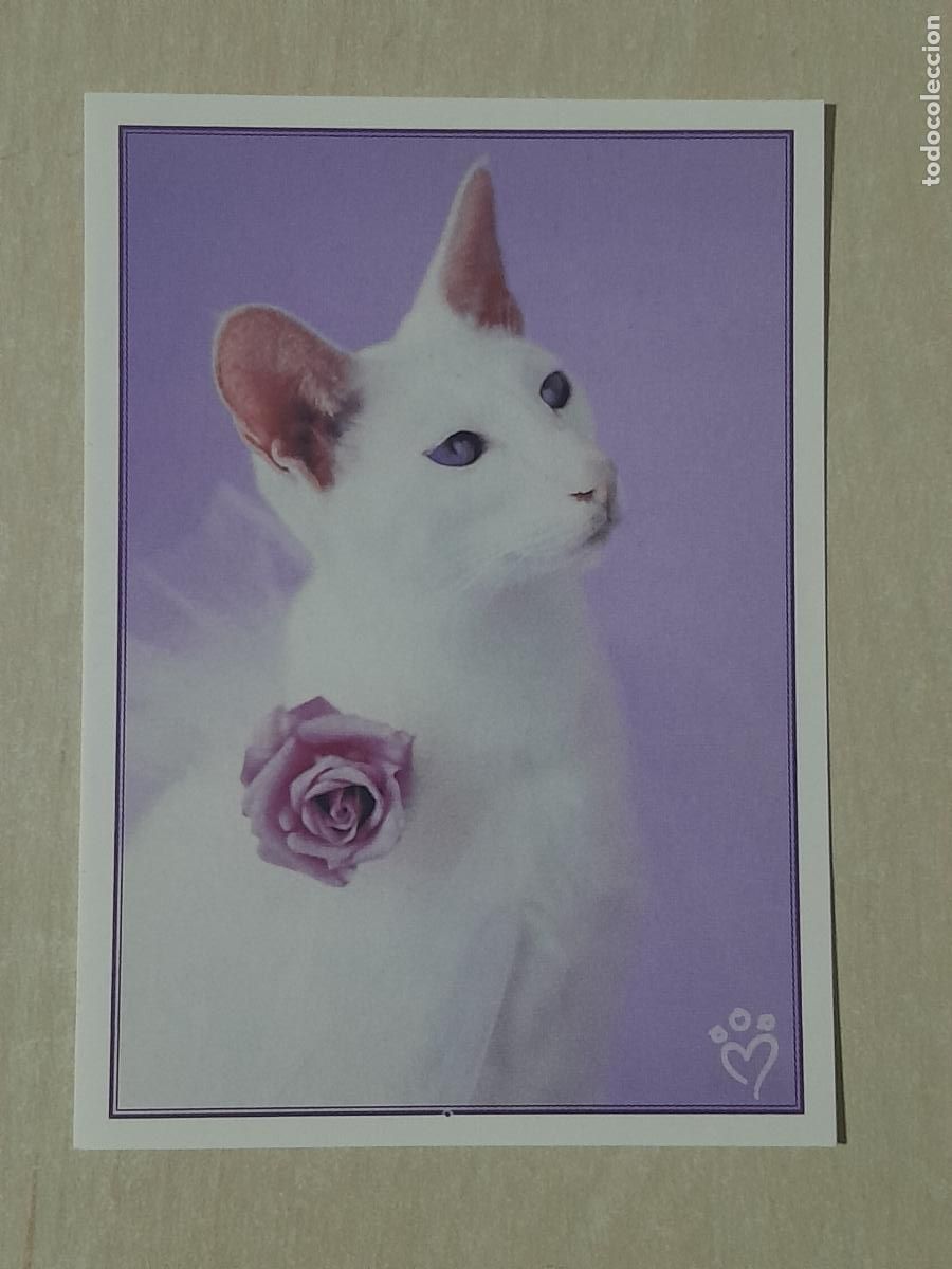 Collectionnisme Cartes &agrave; collectionner anciennes: CROMO N&ordm; 41 - ANIMALITOS AUN MAS DIVERTIDOS - PANINI - SIN PEGAR