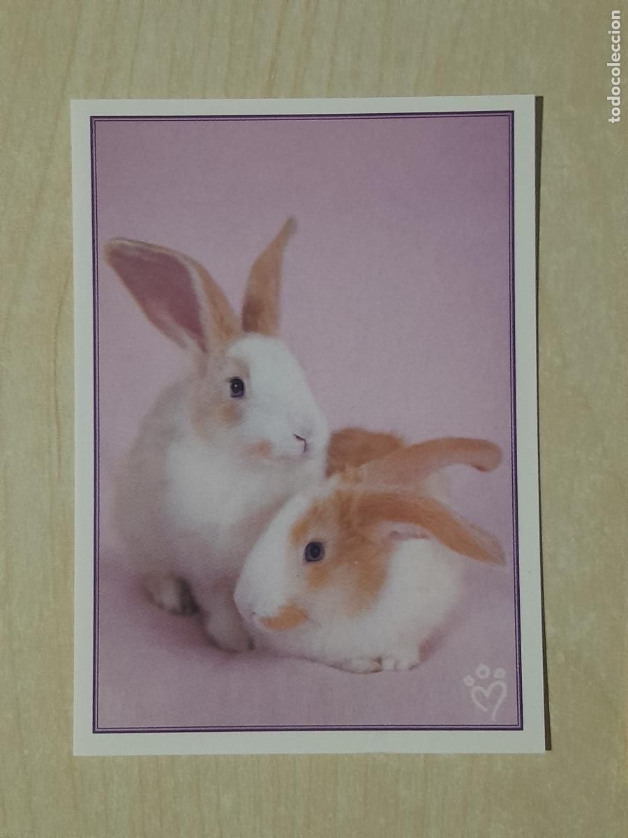 Colecionismo Cromos antigos: CROMO N&ordm; 33 - ANIMALITOS AUN MAS DIVERTIDOS - PANINI - SIN PEGAR