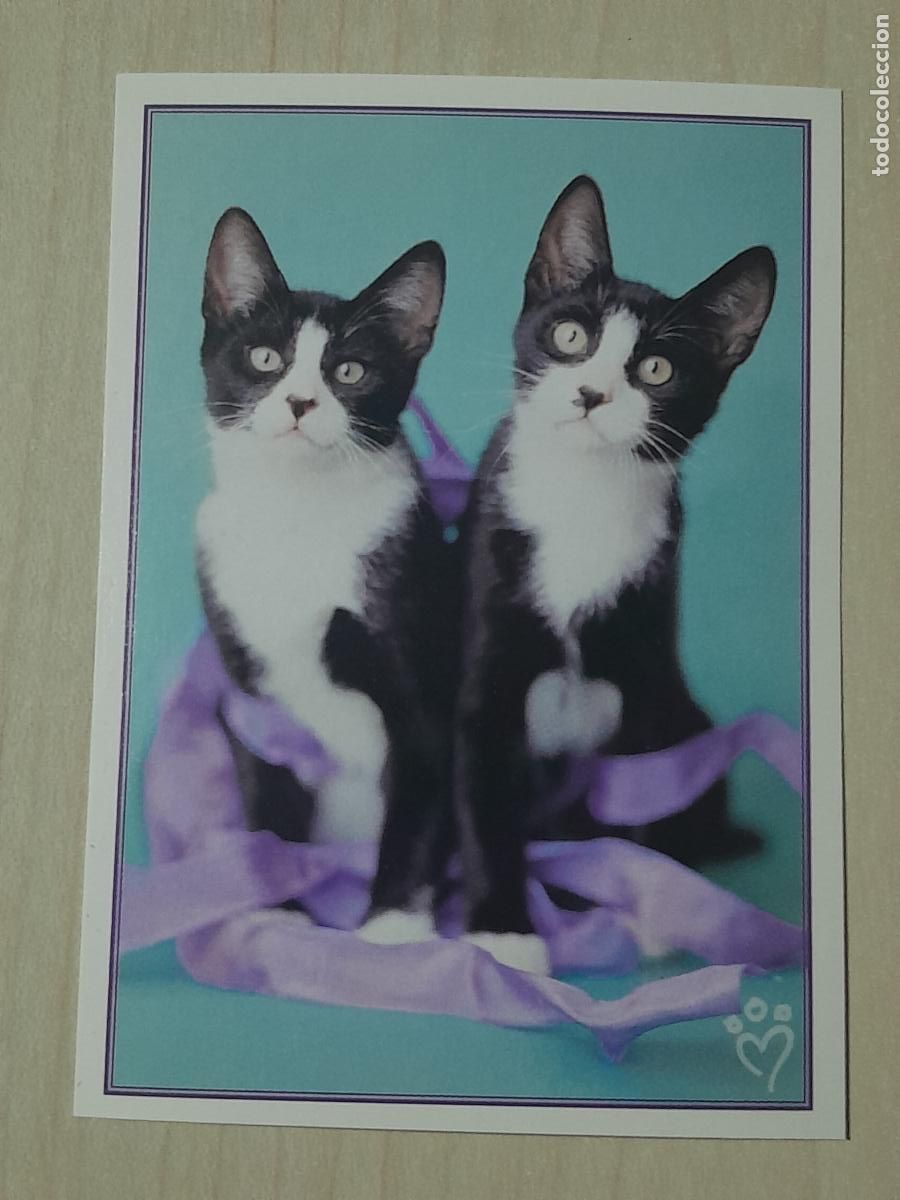 Colecionismo Cromos antigos: CROMO N&ordm; 23 - ANIMALITOS AUN MAS DIVERTIDOS - PANINI - SIN PEGAR