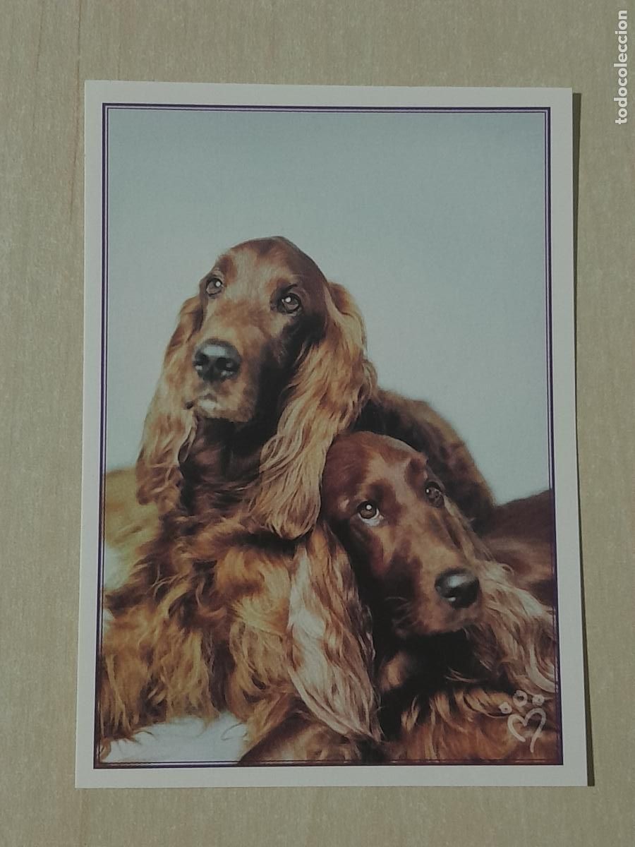 Collectionnisme Cartes &agrave; collectionner anciennes: CROMO N&ordm; 17 - ANIMALITOS AUN MAS DIVERTIDOS - PANINI - SIN PEGAR