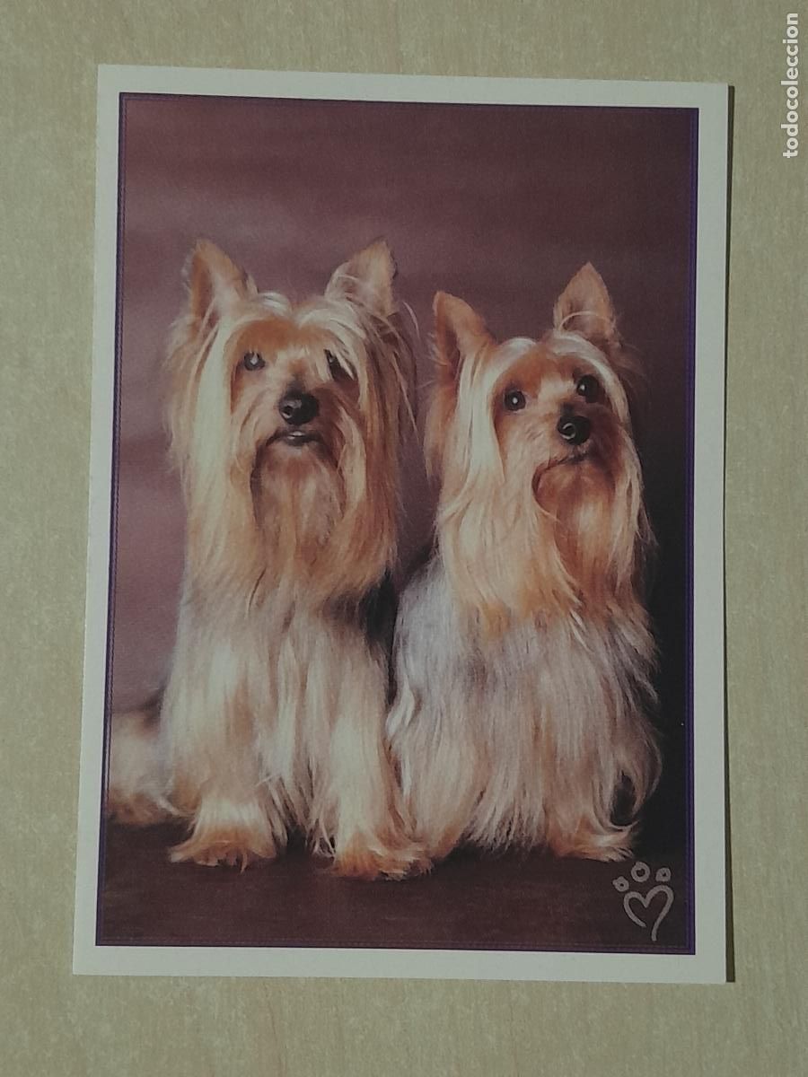 Colecionismo Cromos antigos: CROMO N&ordm; 11 - ANIMALITOS AUN MAS DIVERTIDOS - PANINI - SIN PEGAR